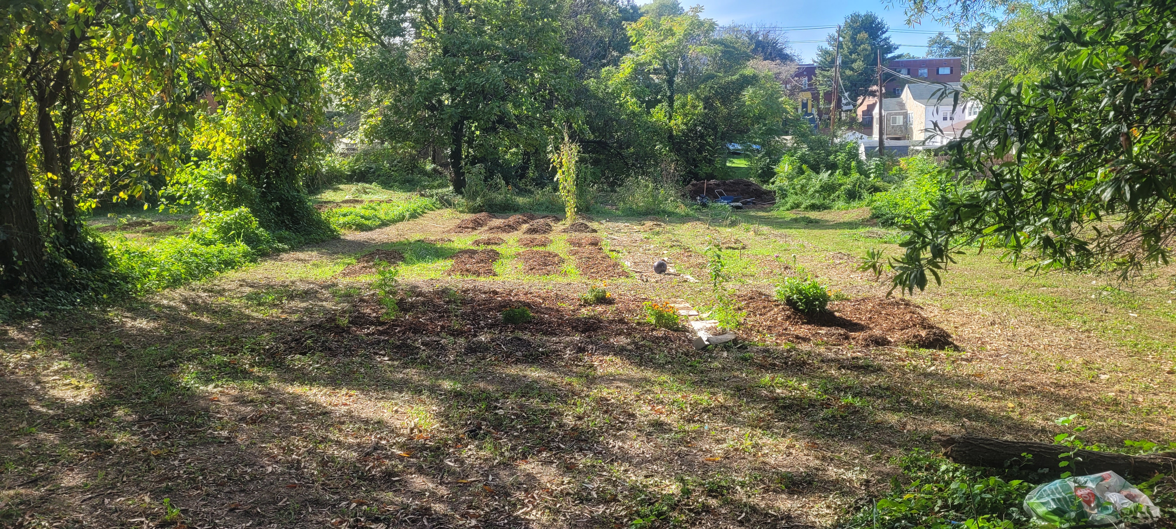 October 2023 — mulched rows with fall plantings