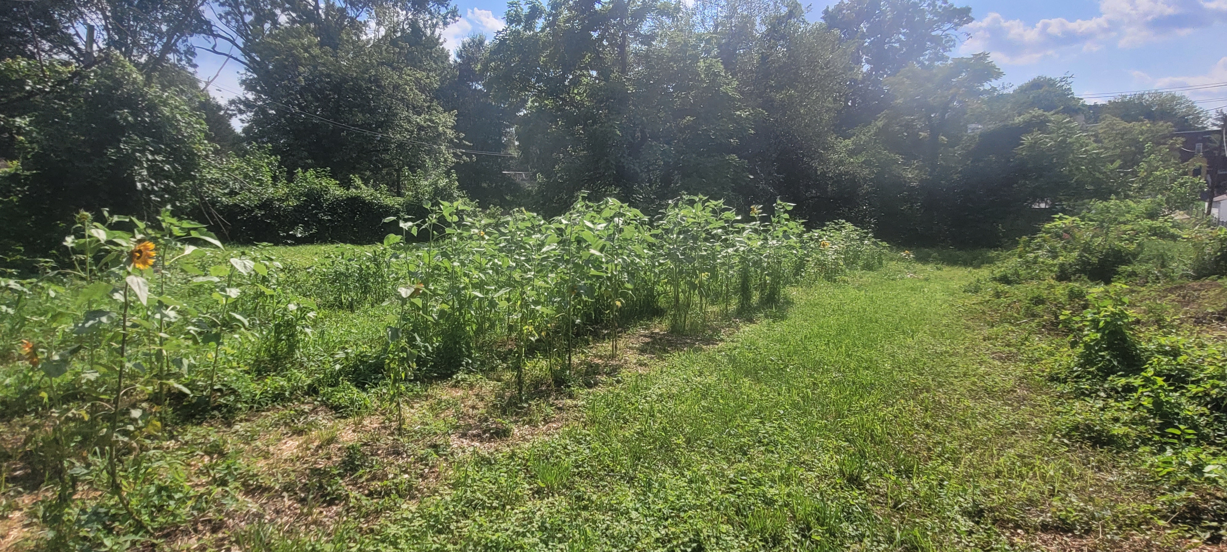 45th Street farm in full summer growth