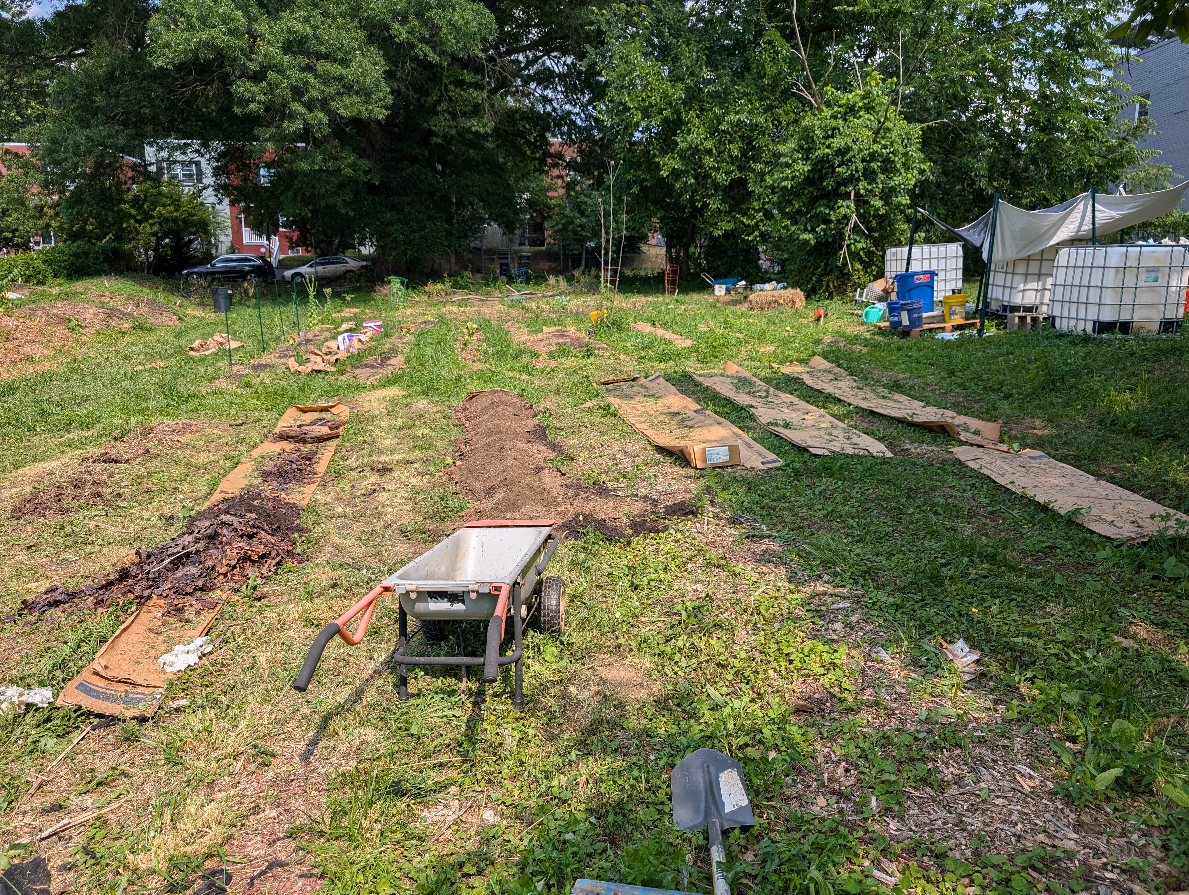 June 2024 — cardboard sheet mulching and new bed preparation