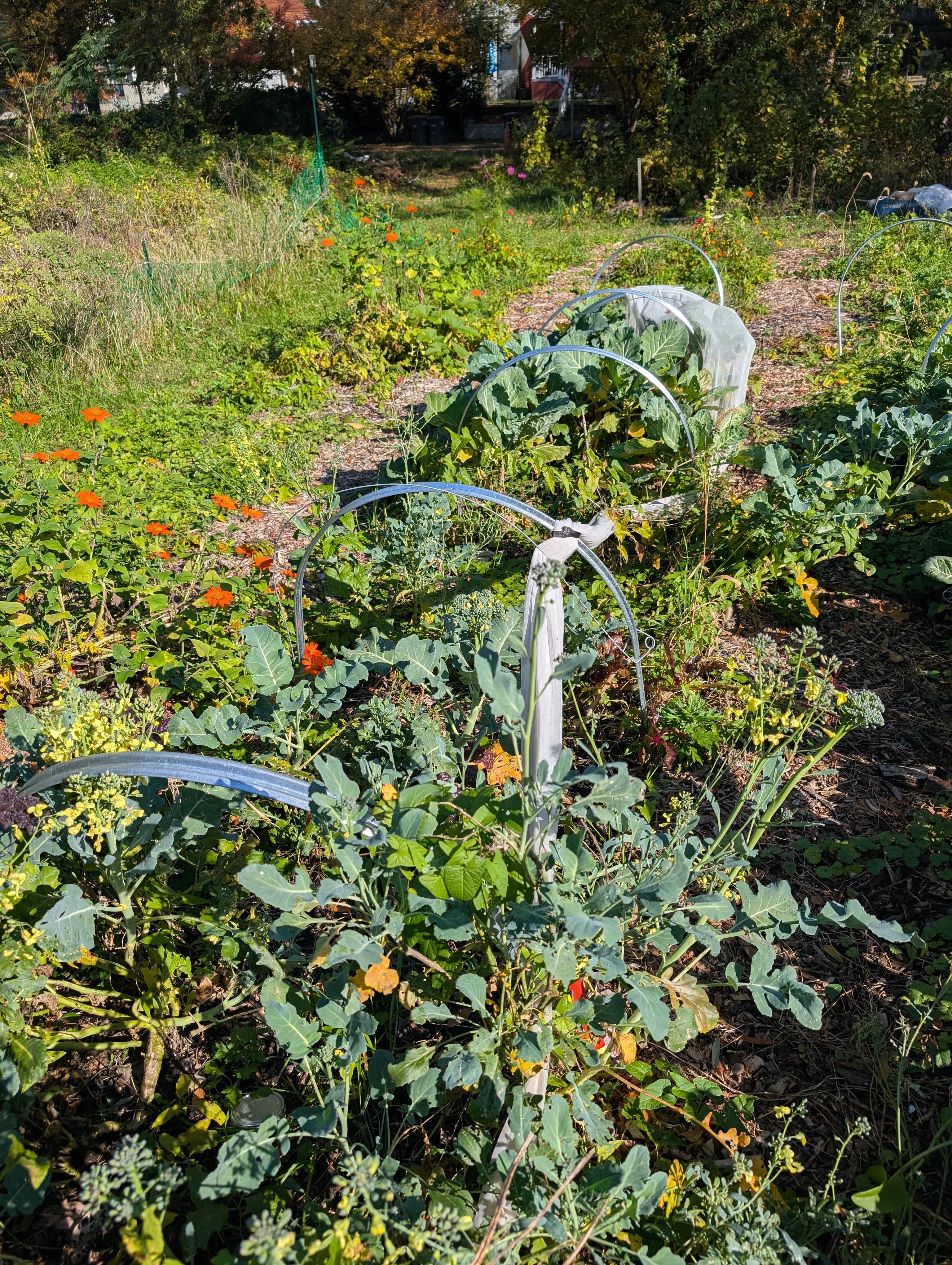 October 2025 — brassicas with companion marigolds