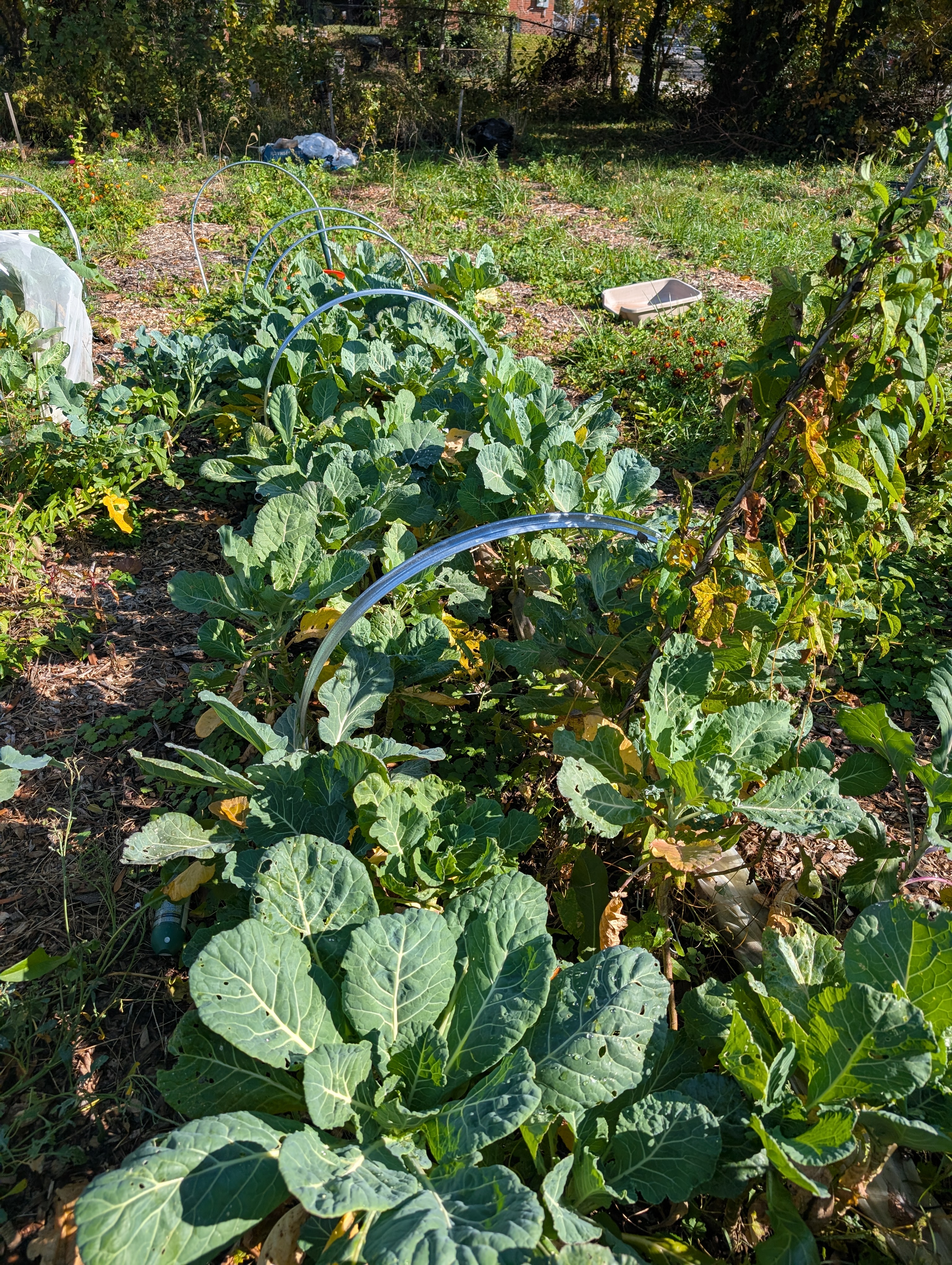 October 2025 — massive kale and brassica plants