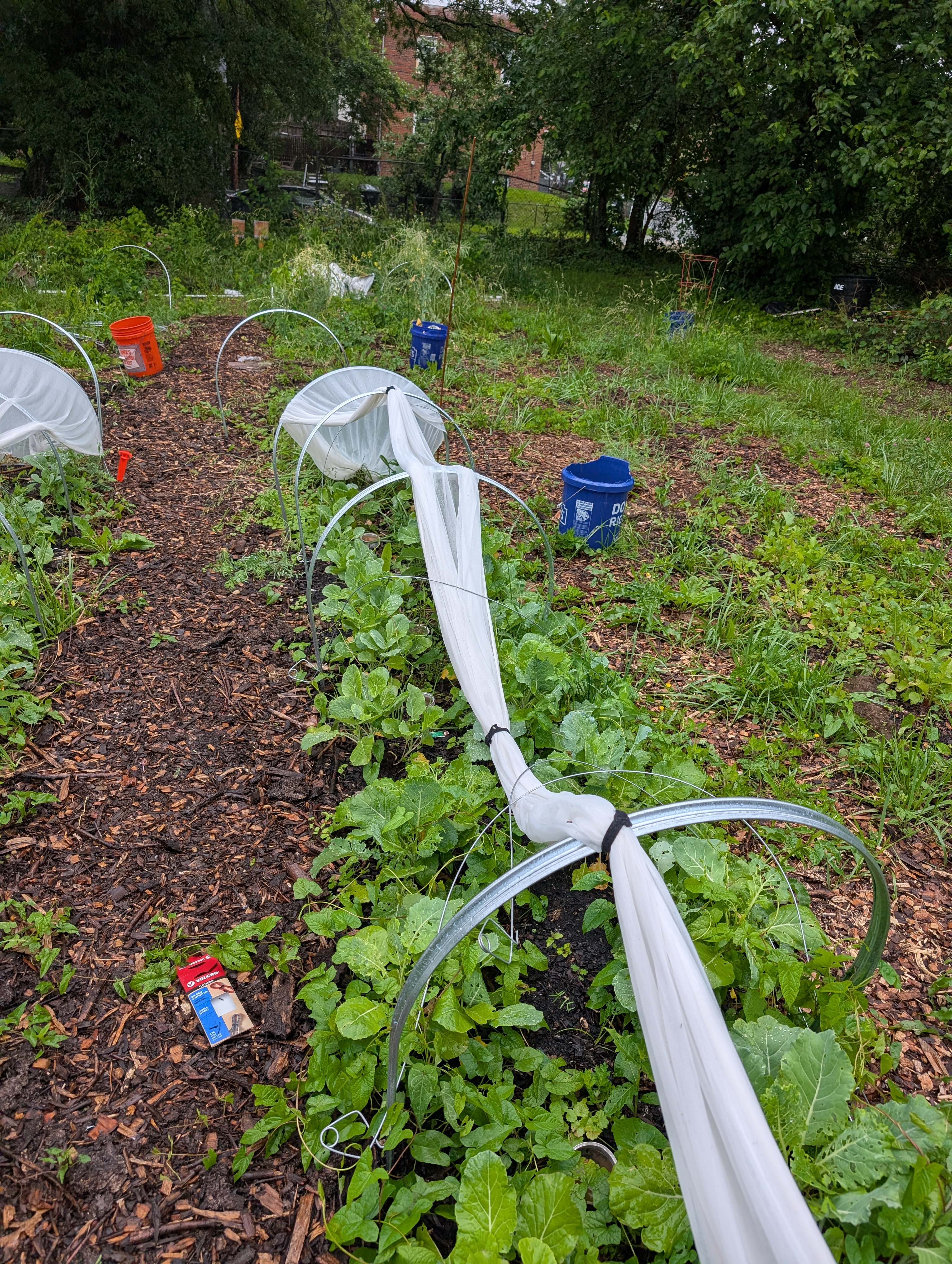 May 2025 — leafy greens growing under row covers