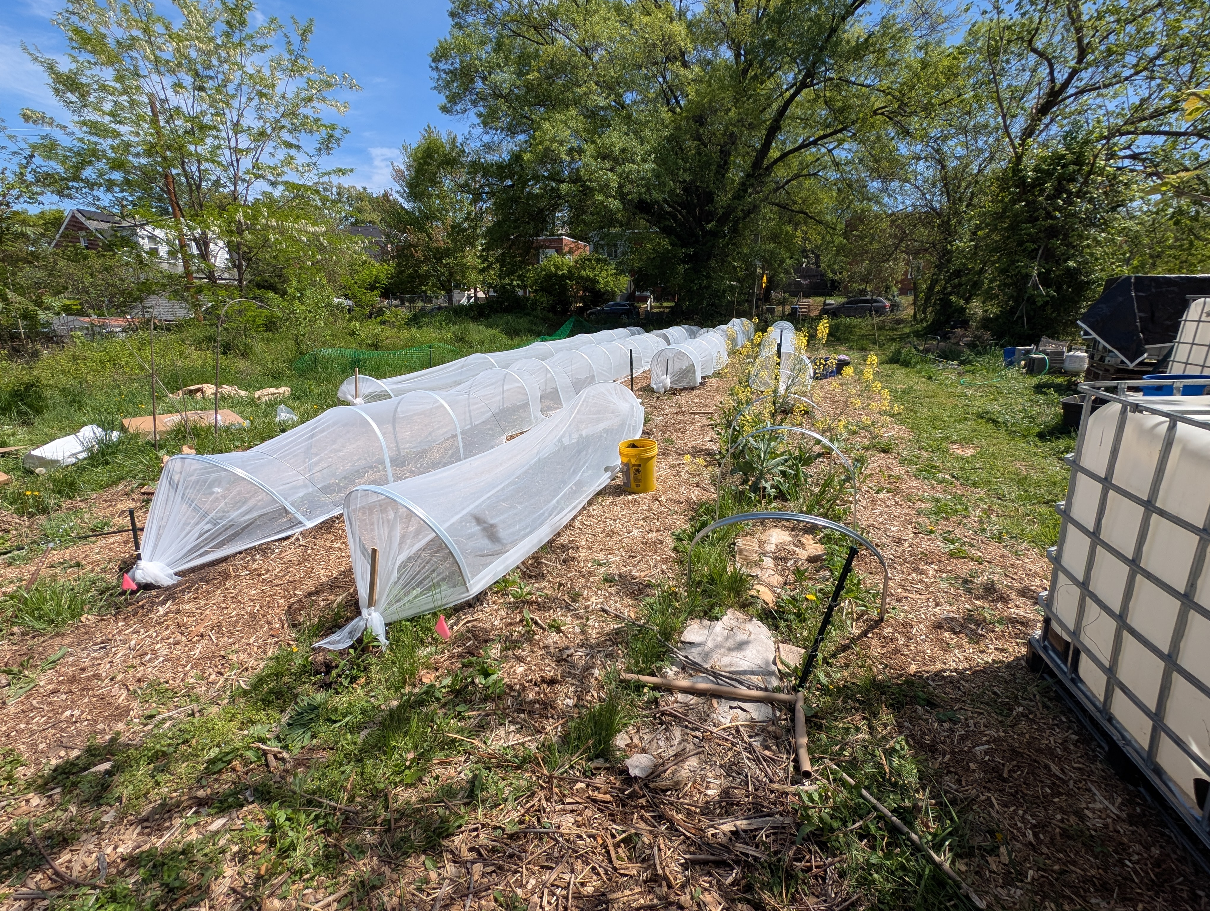 April 2025 — low tunnel row covers protecting spring crops
