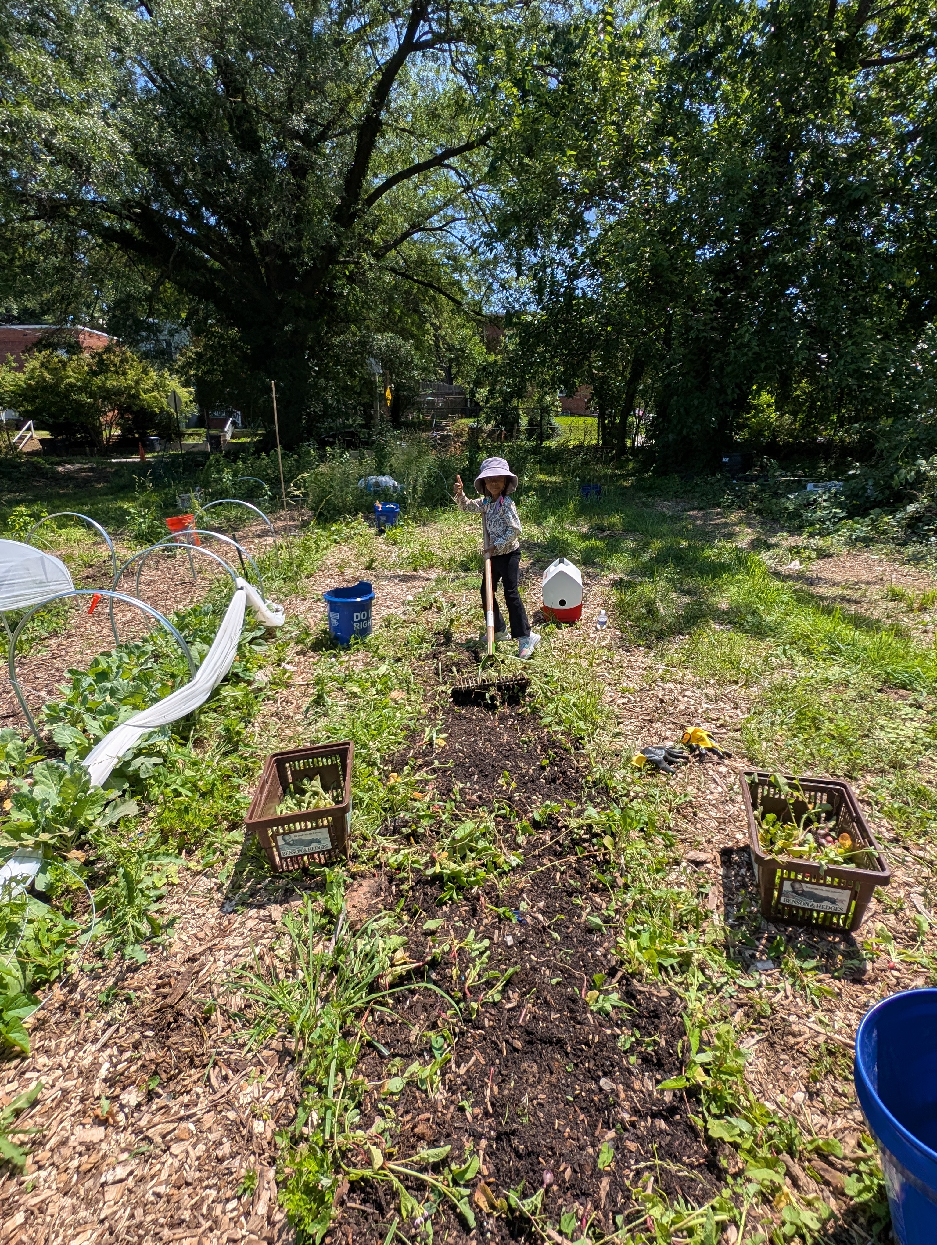 Volunteers harvesting produce at Sennel Gardens with crates of fresh greens
