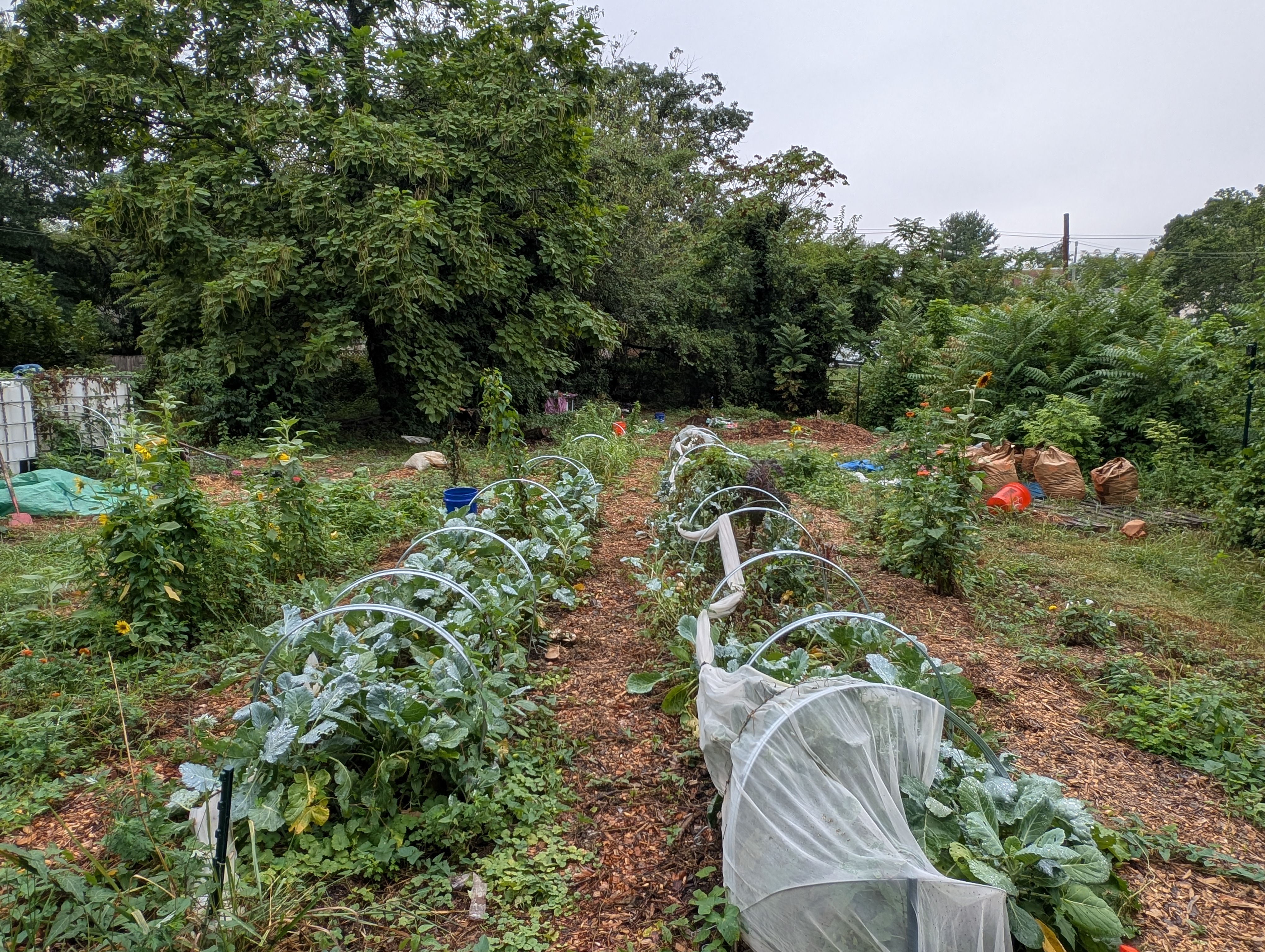 Sennel Gardens in full summer production — rows of vegetables with row covers and sunflowers