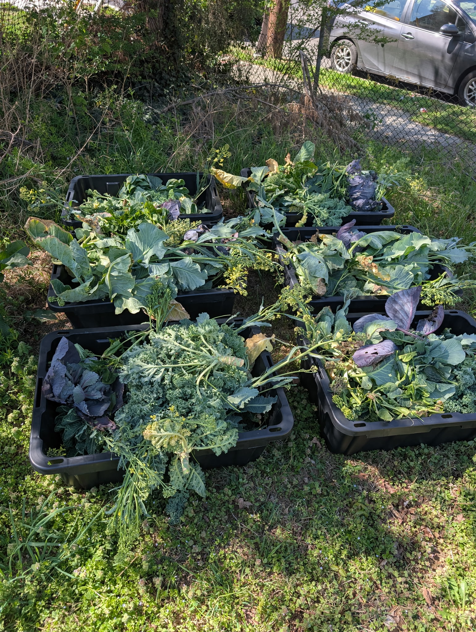 Six totes overflowing with harvested kale, collards, and brassicas