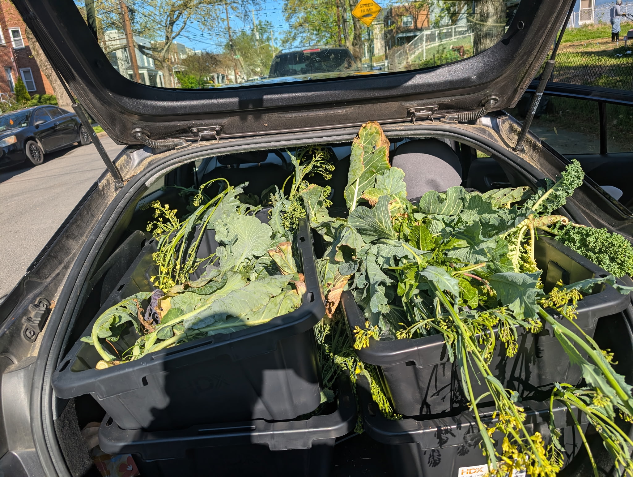 Car trunk loaded with fresh greens for community distribution
