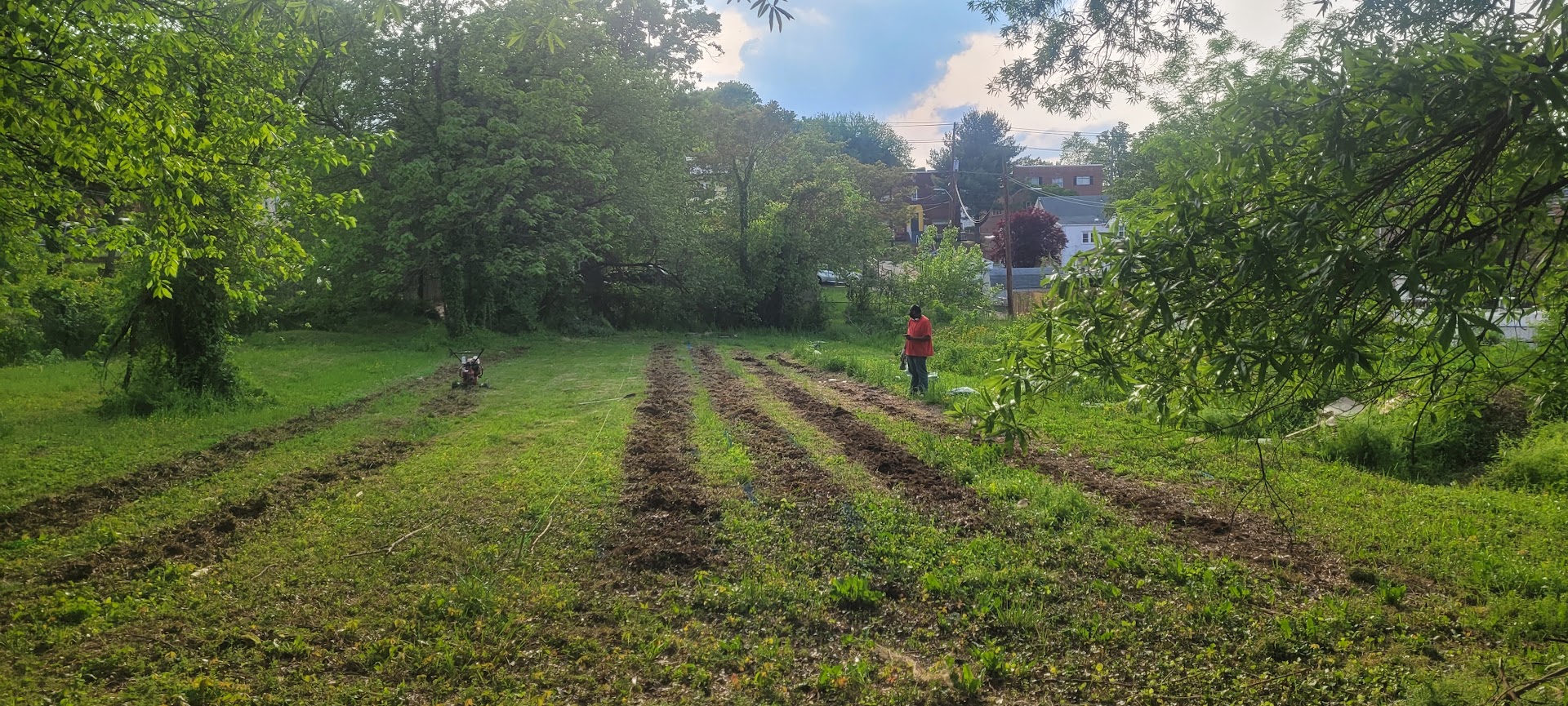 Working the rows at Sennel Gardens