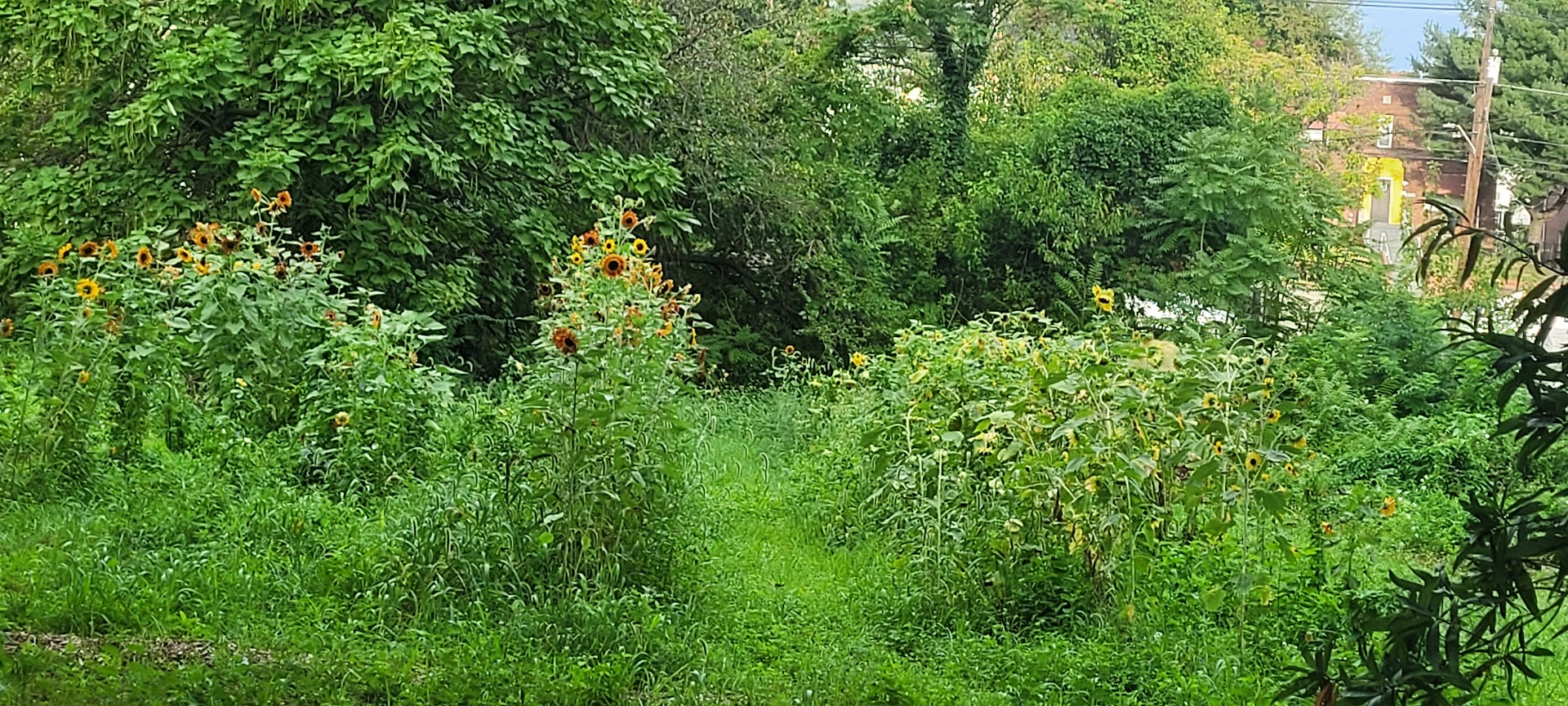 Lush garden with sunflowers
