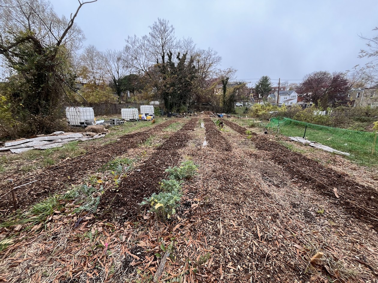 Foote Street garden with mulched beds