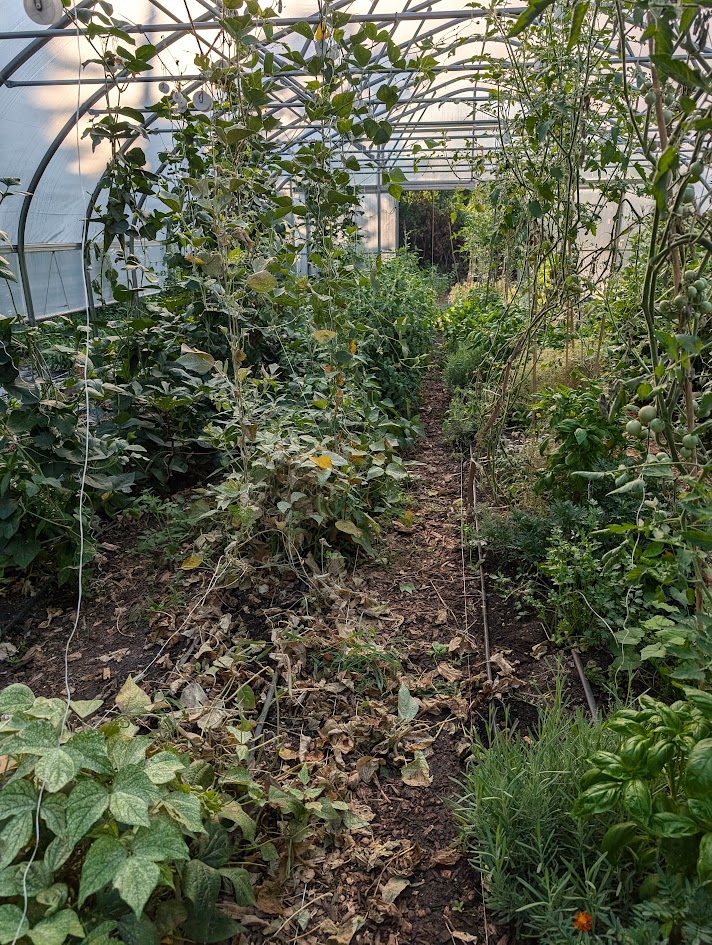 Inside the hoop house